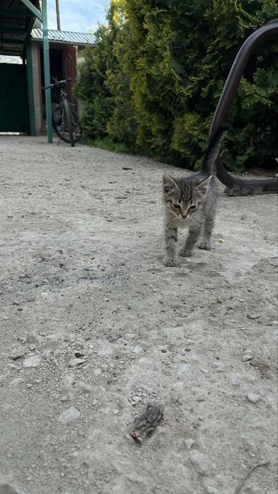 Отдам котят в добрые руки