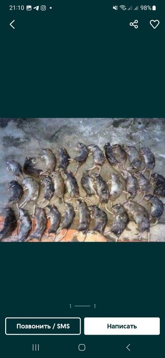 Kalamush,Крысы,sichqon dori