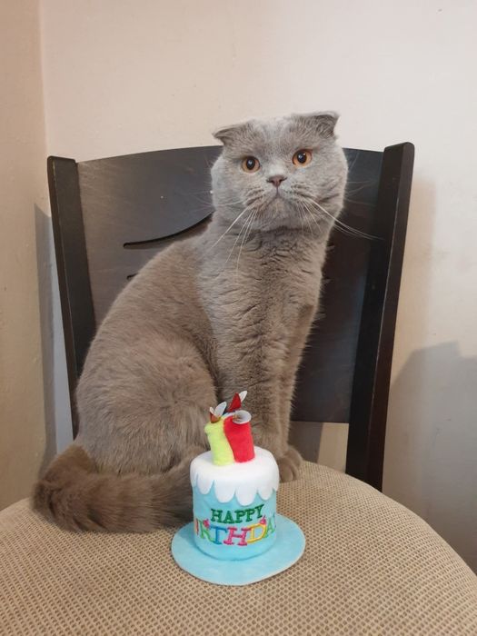 Шотландски котета