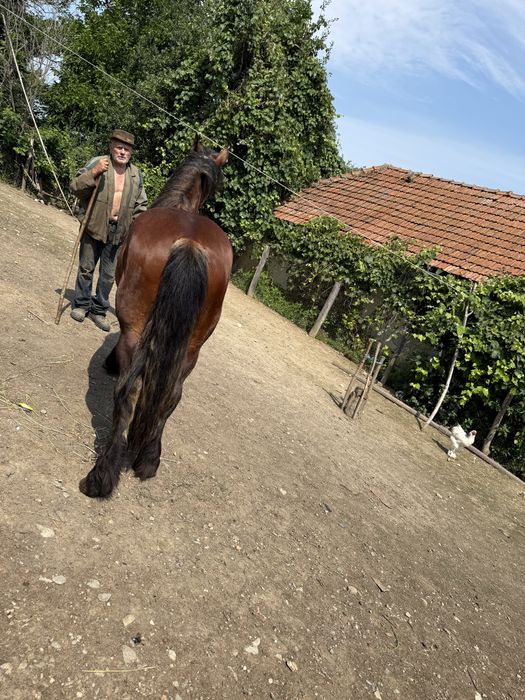 Cal de vanzare 3 ani