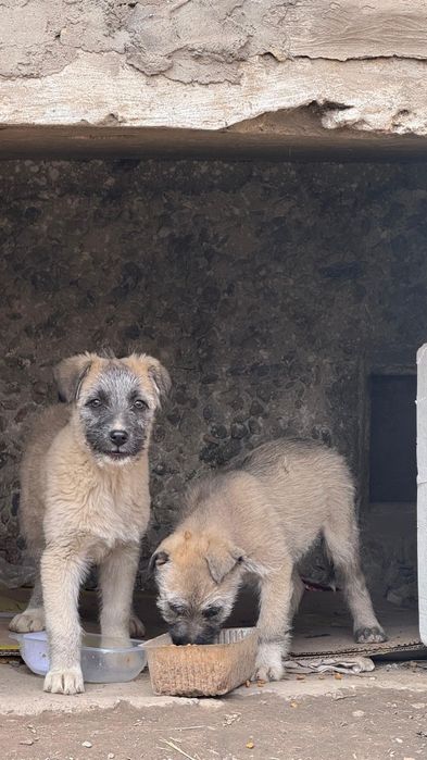 Отдам щенят в добрые руки