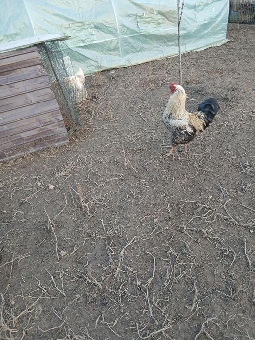 Vind cocos ouă verzi