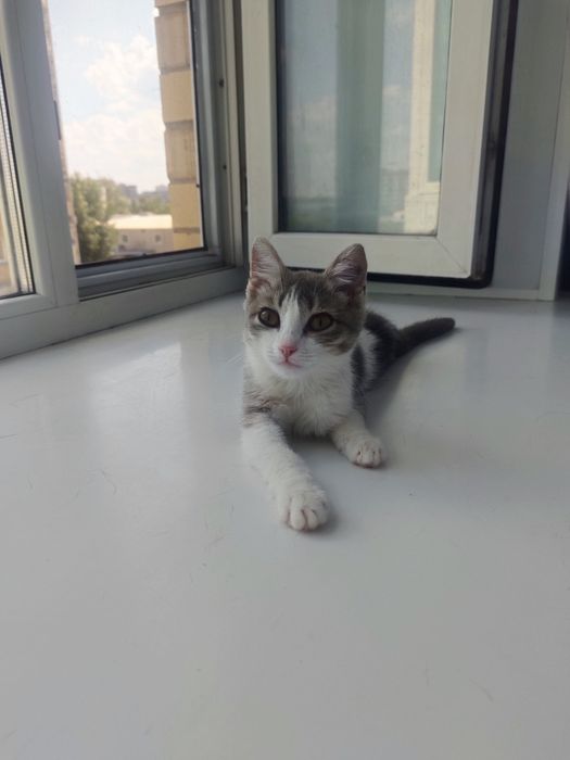 Отдам котенка в добрые руки