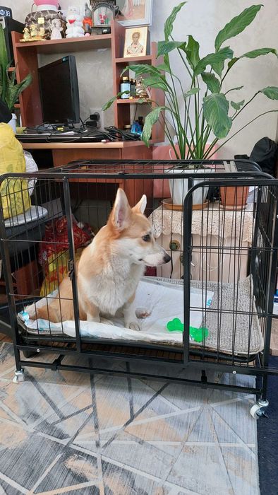 Клетка для собак