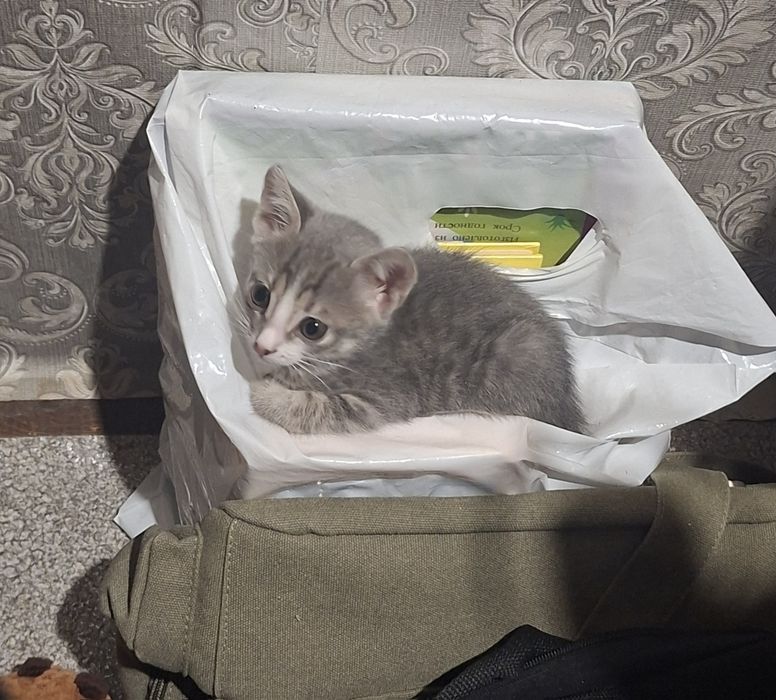 Котенок домашний бесплатно