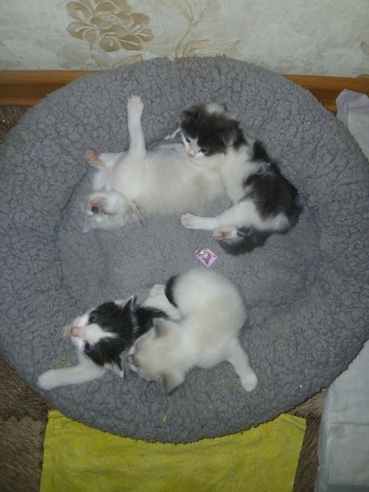 Котята в хорошие руки