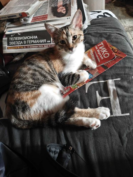 Домашно коте търси дом