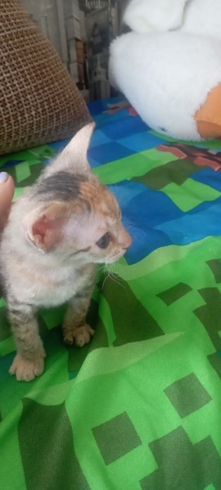 Донской сфинкс породы