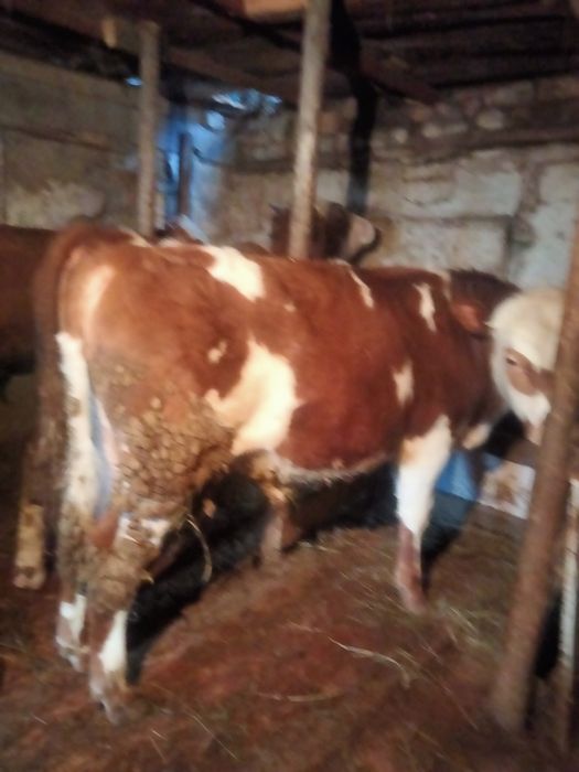 Продам бычков молодняк.