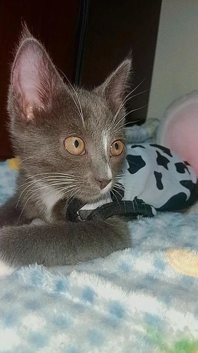 Котёнок Сюрприз ищет дом
