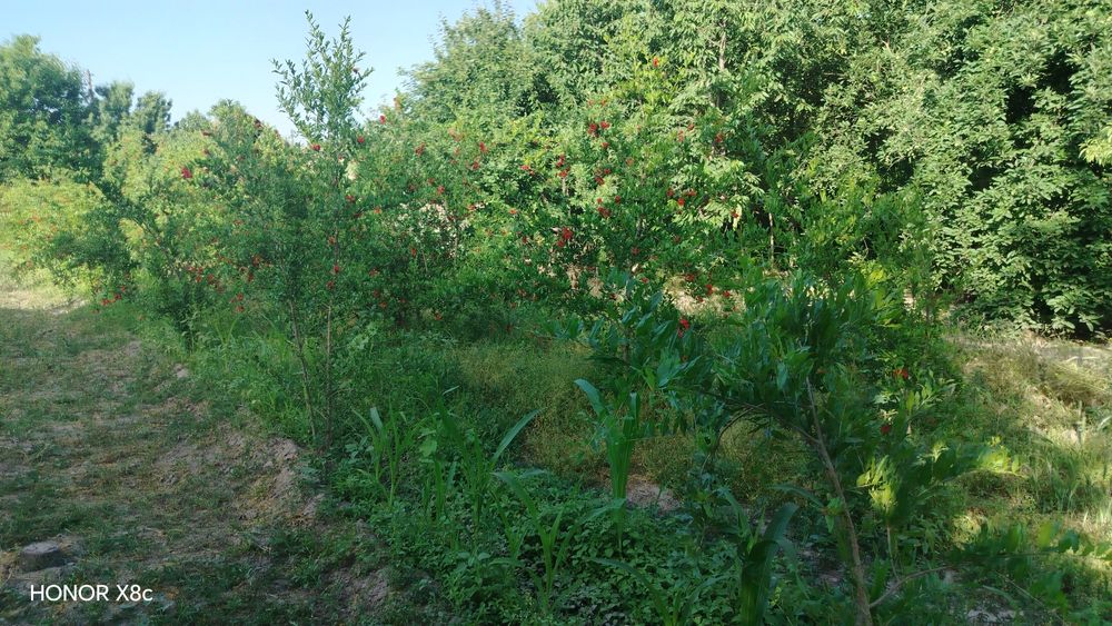 Yer sotiladi 6 sotik