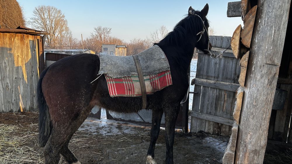 Таза канды тай(полторашка) урғашы