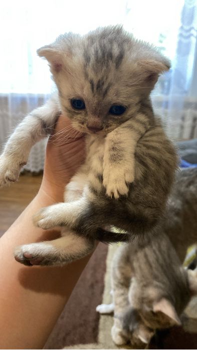 Продажа котят скоттиш фолд