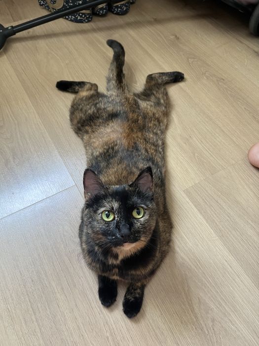 кошка в добрые руки