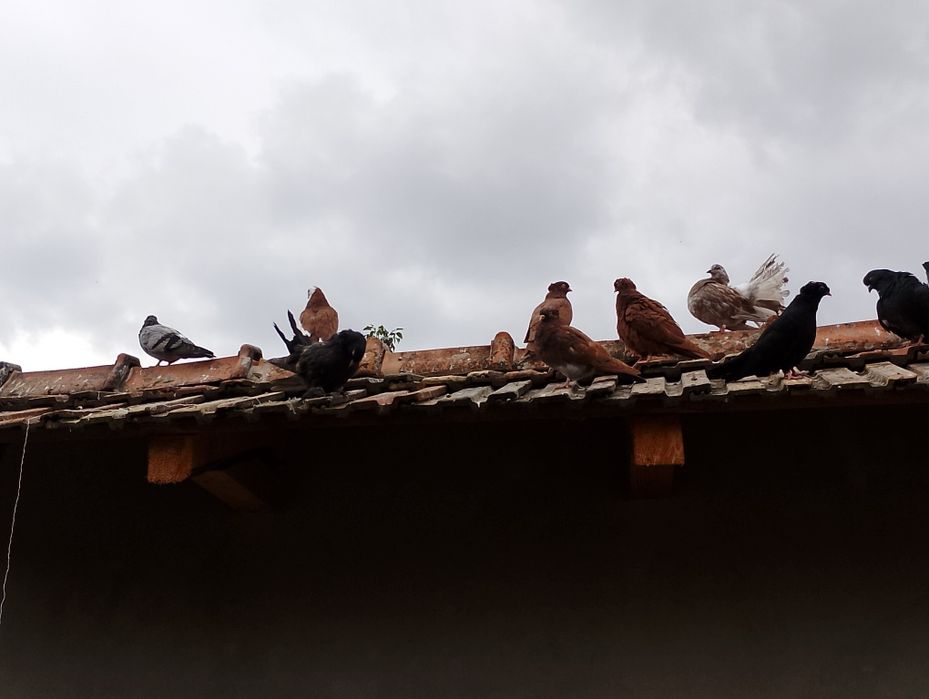 Vând porumbei gălățeni