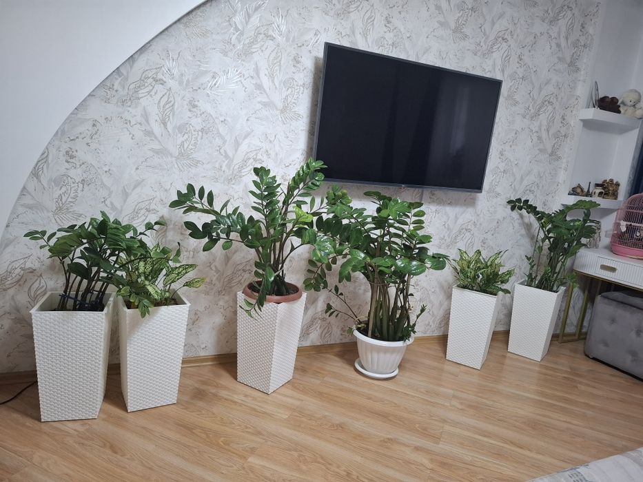 Замиокулькас цветы