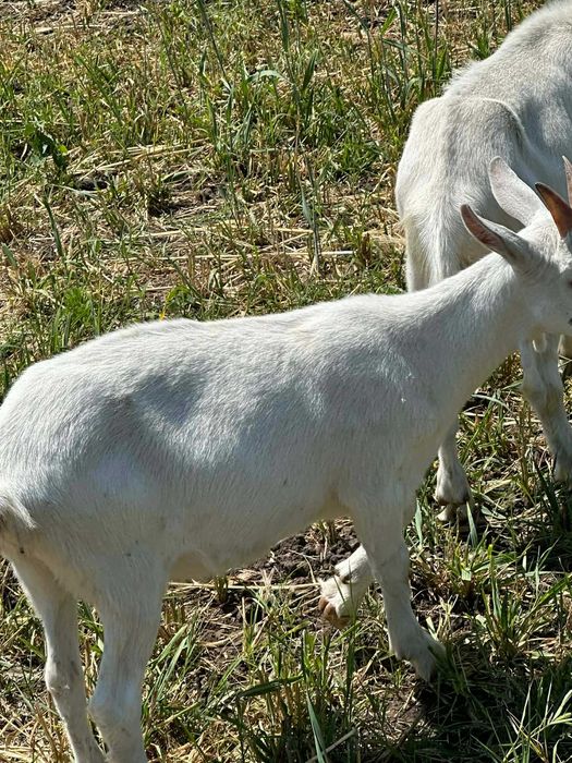 De vânzare pereche de capra și țap sanen în vârstă de 5 luni!