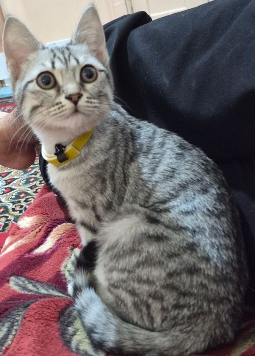 Britanskaya shinshilla sotladi