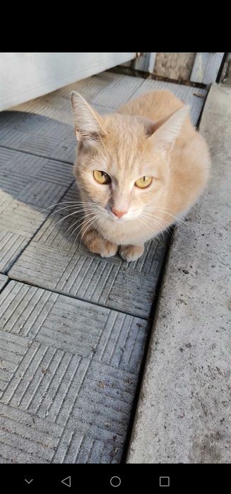 Потерялась кошка.