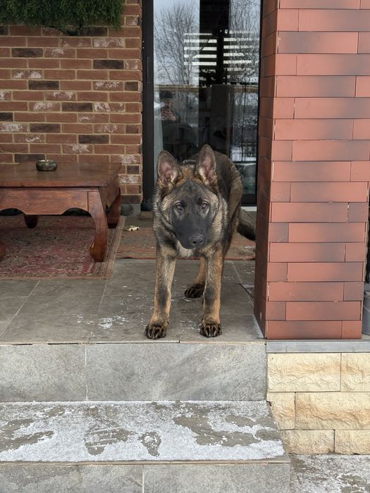 Vand pui ciobanesc german linie de lucru  6 luni