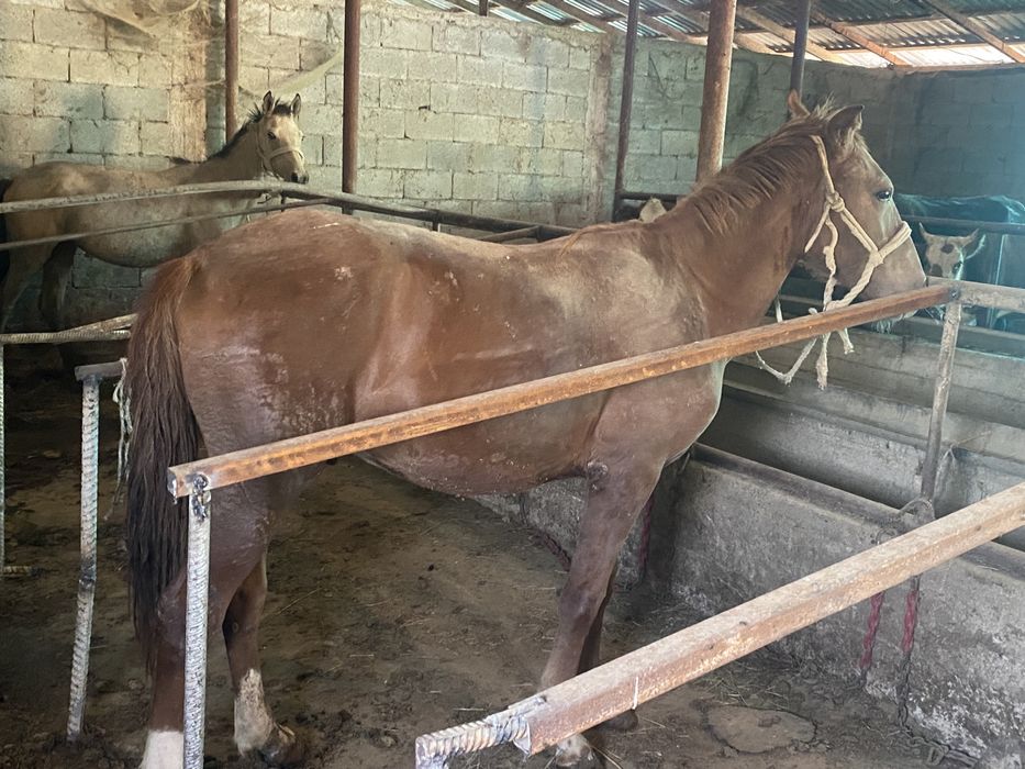 Жылқы сатылады.  Продам лошадь