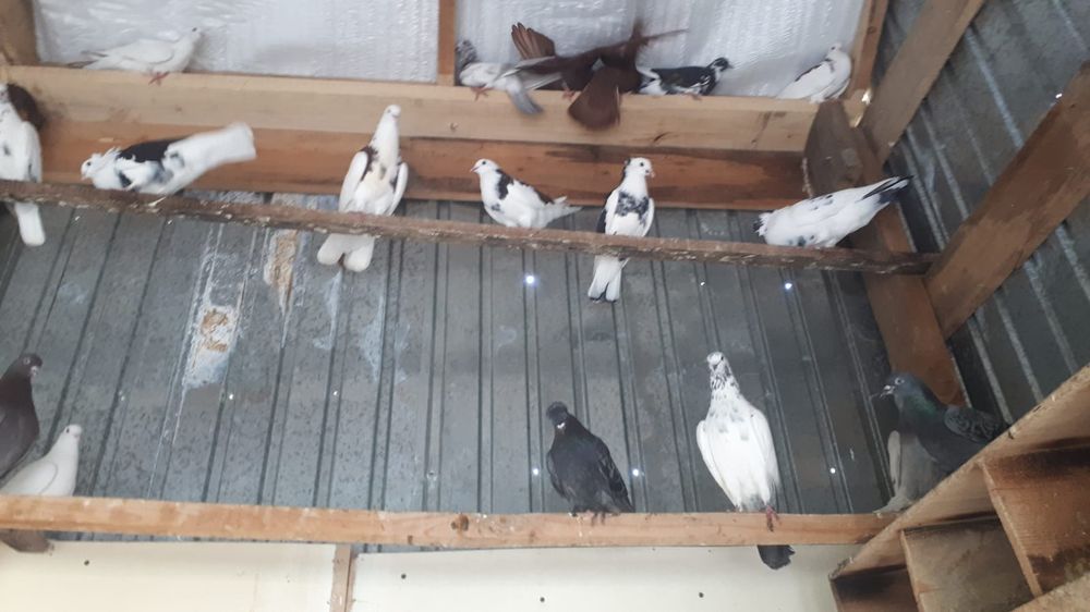 Голуби на продажу
