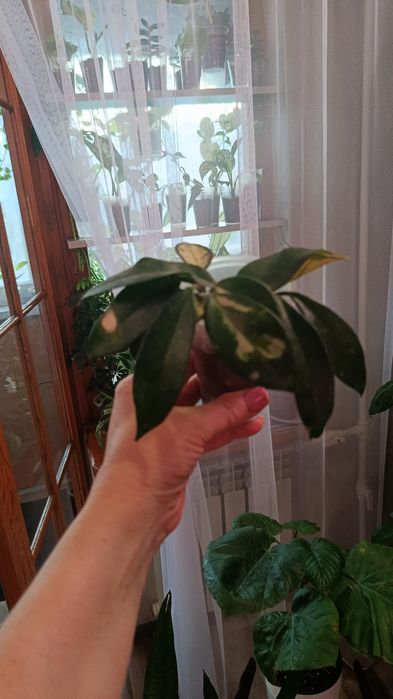 Продам комнатные цветы