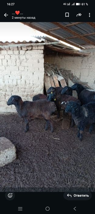 Қошқар мен қой сатылады