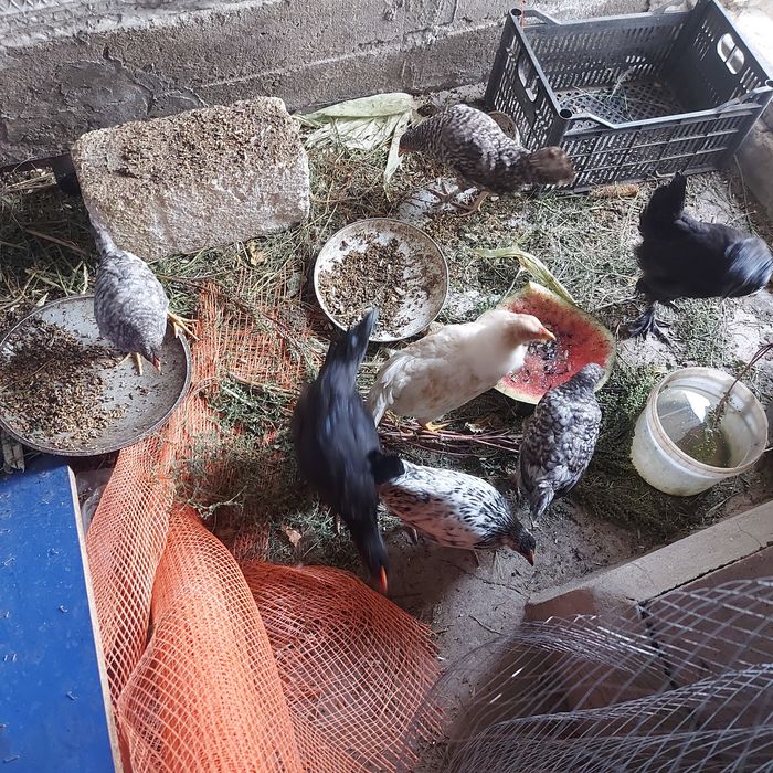 Продаётся курица