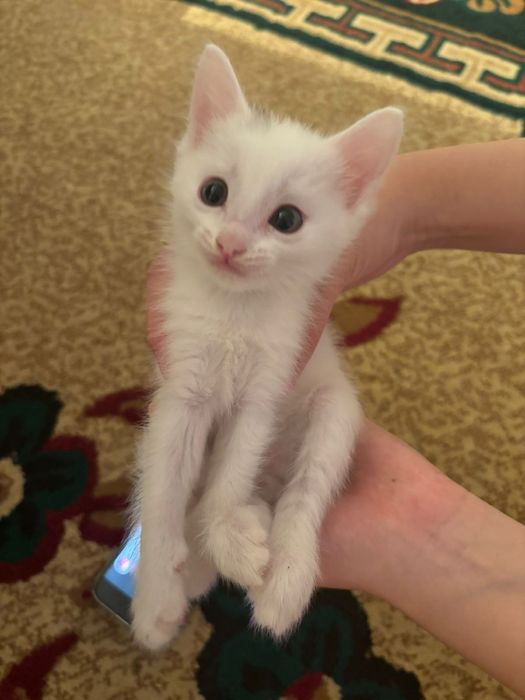 Срочно отдам котёнка в добрые руки