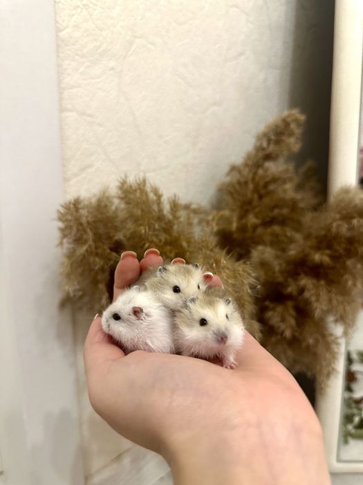 Продаются Хомяки