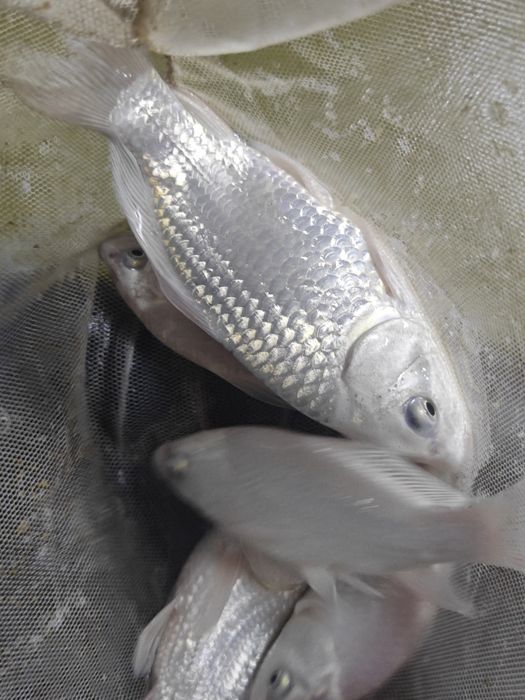 Koi karp baliqlar sotiladi