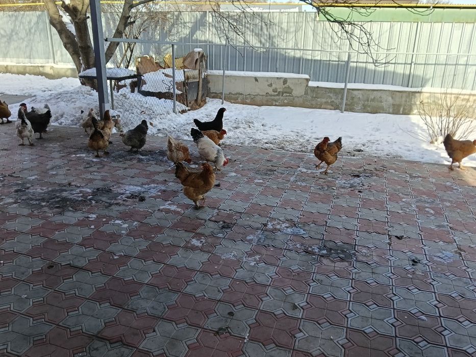 Продам курей. Домашние,
