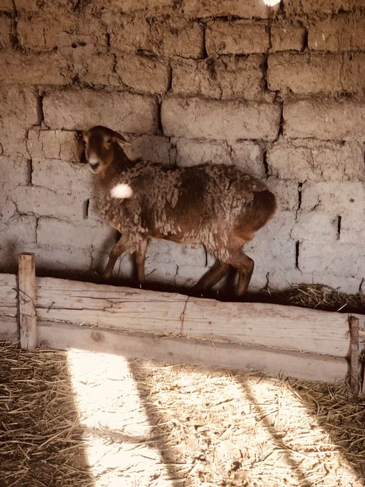 Бараны продается