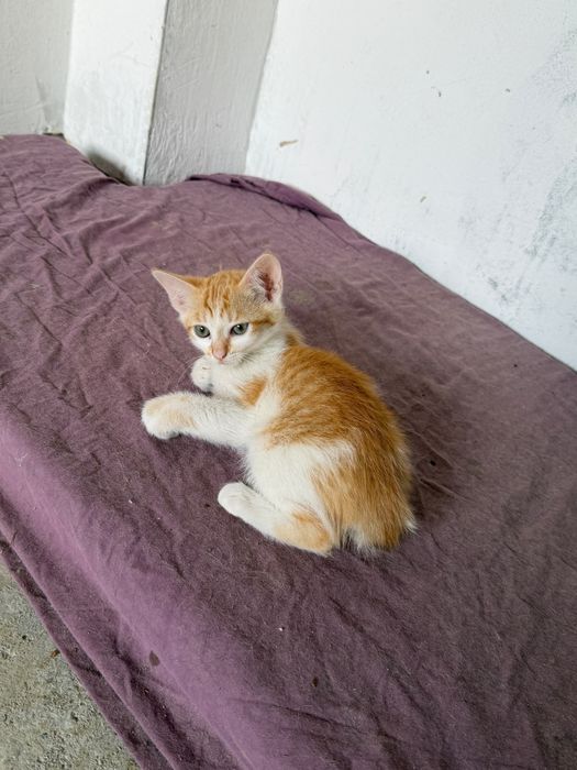 Spre adopție/donare pui de pisică drăgălași și jucăuși