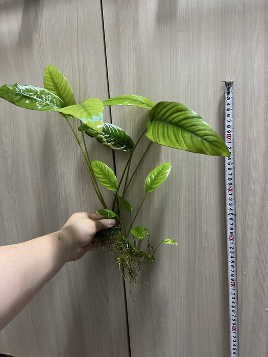 Анубиас растения для аквариума