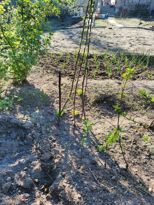 Саженцы яблони сорт Мельба