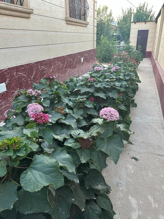 Гортензия домашняя