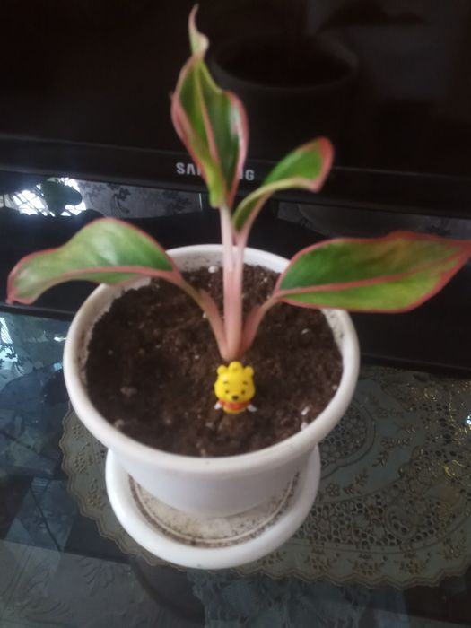 Сингониум Пинк Альба Неон