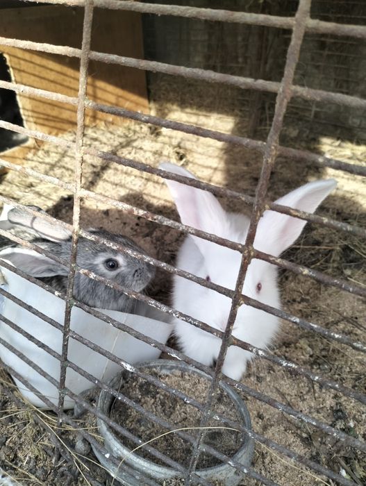Крольчата 1месяц