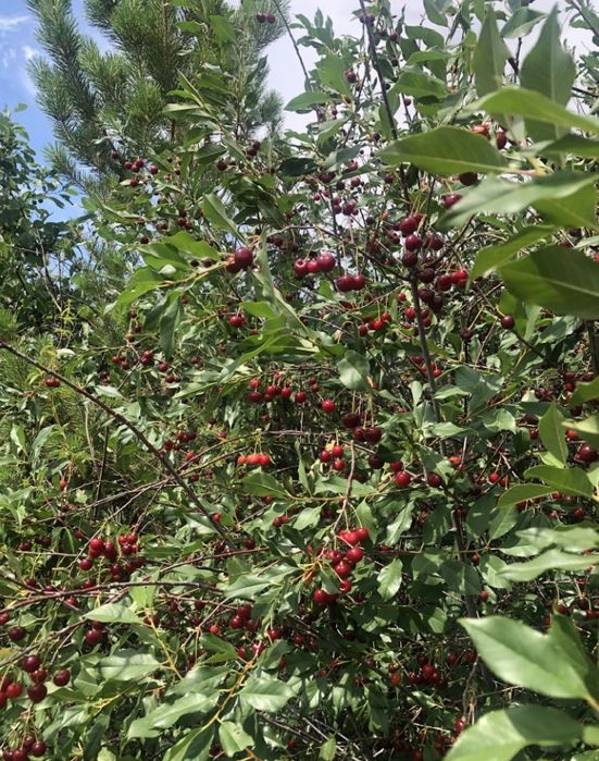 Продам Дачу С/О Борки.