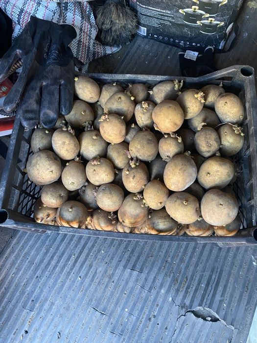 Продам Картофель на семена