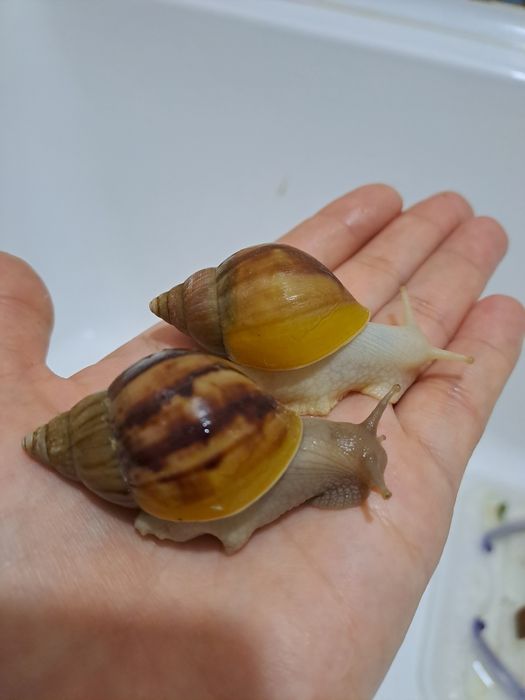 Улитка ахатин косметологический