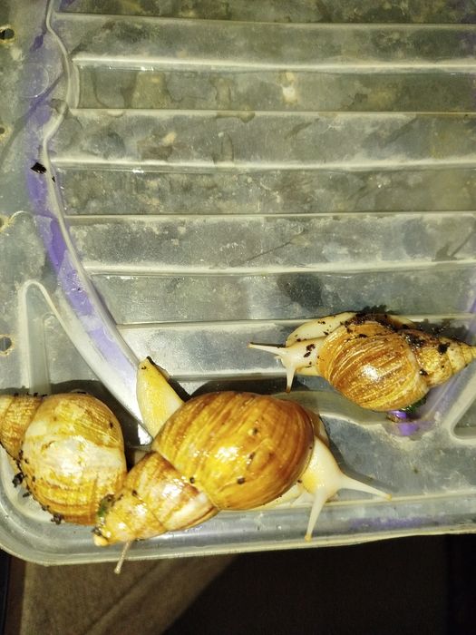 Косметические улитки