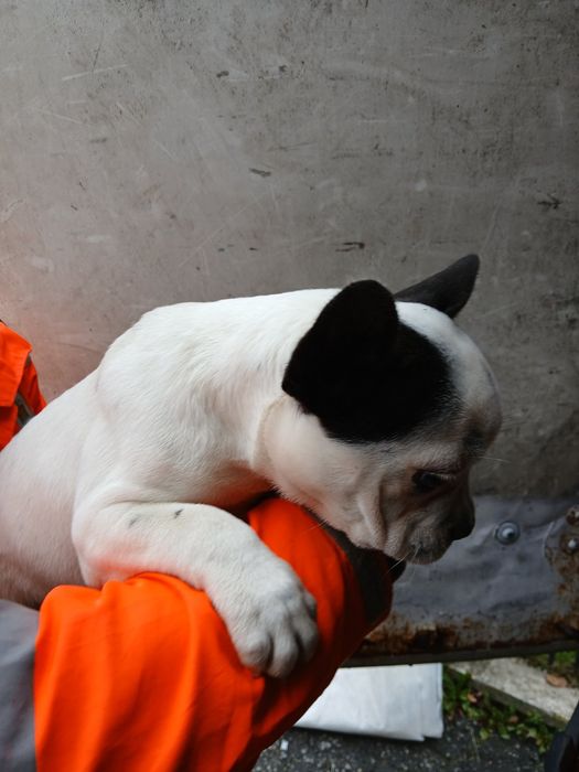Fetite de bulldog francez