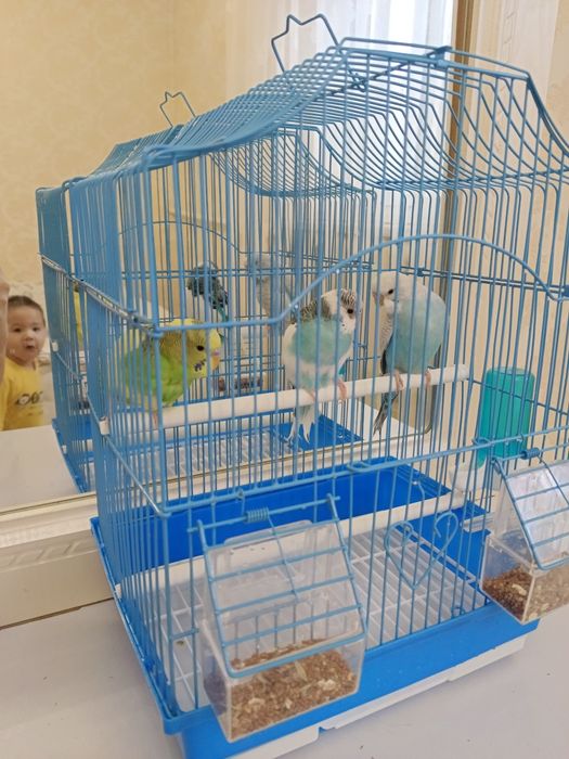 Попугай продается