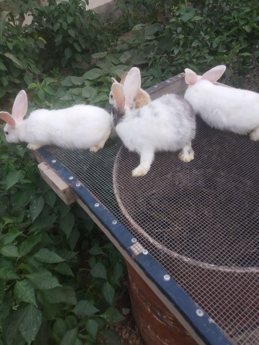 Quyon bolalari 3 oylik. 3 ta bor. Ranglari oq,oq-kulrang, koʻzlari oq