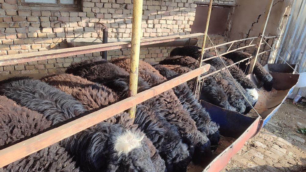 Qoʻylar qurbonlikka