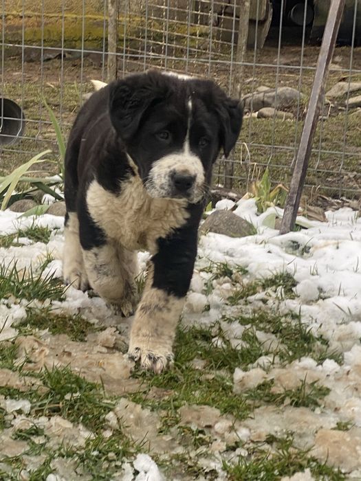 Ciobanesc de Asia centrala