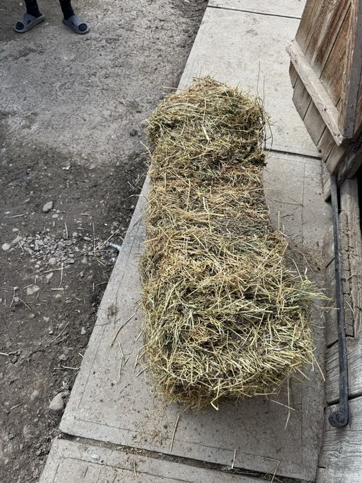 Vand baloți de lucerna prima cosă